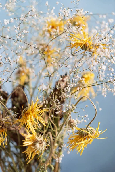 Fleurs Sèches Dans Vase — Photo