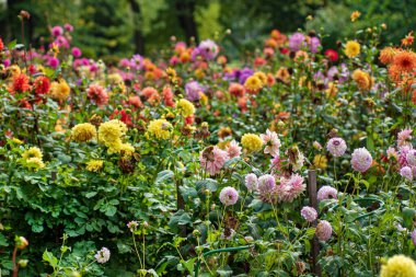 Sonbahar bahçesinde yıldız çiçekleri