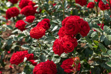 Sonbahar bahçesinde güller