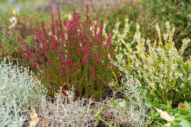Bahçedeki çalı bitkileri
