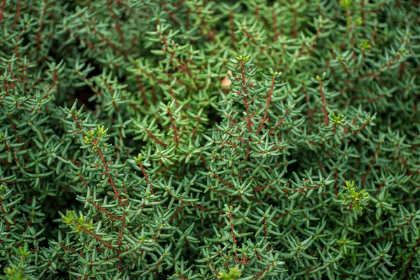 庭にある針葉樹の植物は — ストック写真