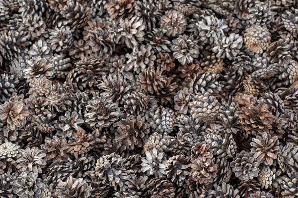 Cones Garden Organic Mulch — Stock Photo, Image