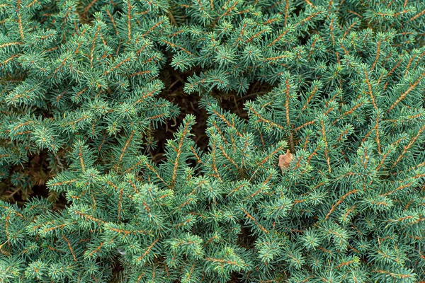 Piante Conifere Giardino — Foto Stock