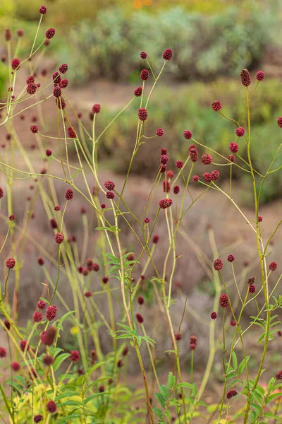 Grandes Plantes Burnet Dans Jardin — Photo