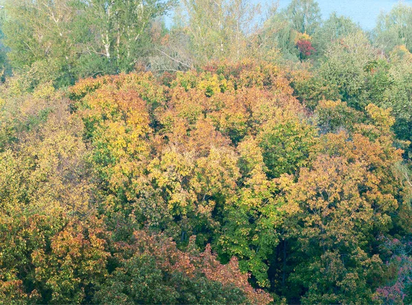 autumnal forest, above view