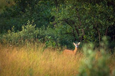 Ormandaki doğal yaşam alanında geyik 