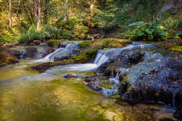 Forêt Verte Avec Rivière Arbres — Photo