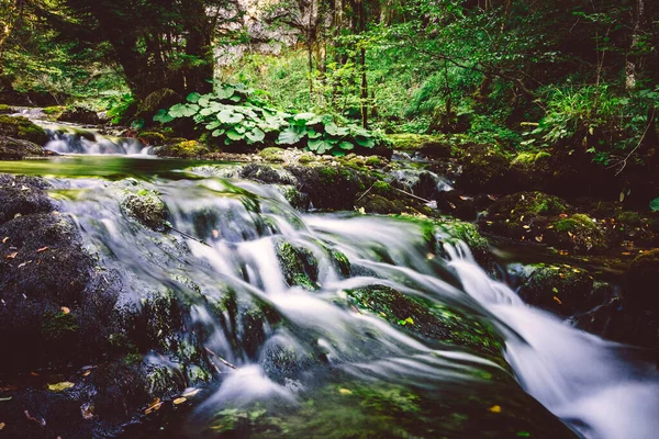 Nehir Ağaçlı Yeşil Orman — Stok fotoğraf