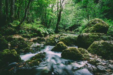 Nehir ve ağaçlı yeşil orman 