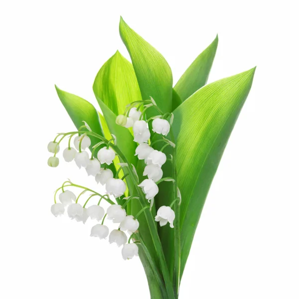 beyaz izole lily vadi çiçek.