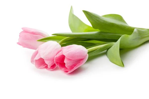 Spring Flower Pink Tulips Isolated White Background — Stock Photo, Image