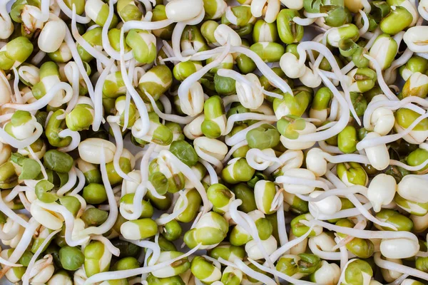 Bean sprouts background. vegetarian cooking food concept.