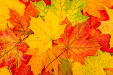Arka plan kırmızı ve turuncu sonbahar yaprakları. Yaprak grubu.