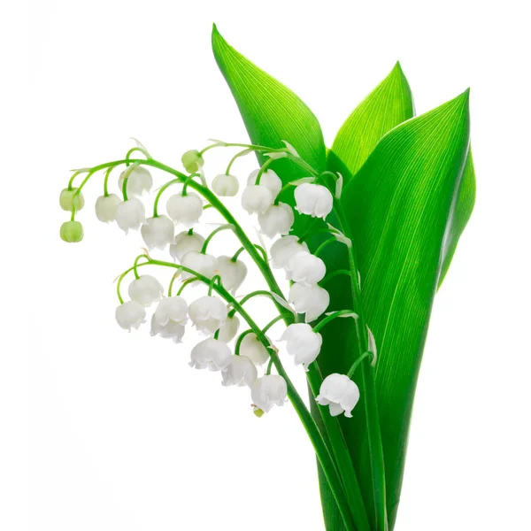 Lilly of the valley flowers bouquet isolated on white background — Stock Photo, Image