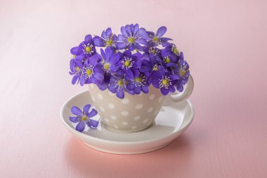 Pembe arka planda bahar mor çiçekleri.