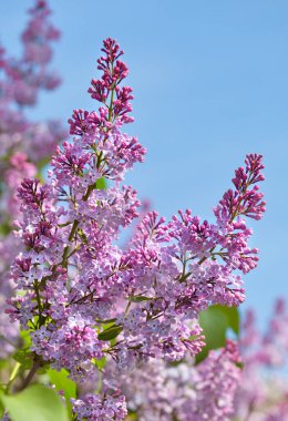 Bahar güneşli bir günde leylak dalı.