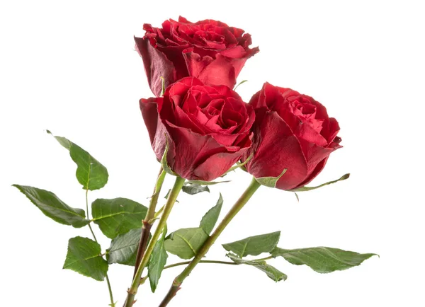 Tre Rose Rosse Isolato Uno Sfondo Bianco — Foto Stock