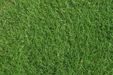 Taze yeşil çim doku arka plan. Üstten görünüm