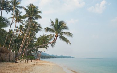 Güzel tropikal plaj ve Hindistan cevizi hurma ağacının seyahat ve tatil - görüntü ile. Tayland, Samui