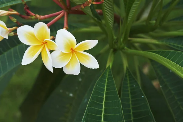Blume Tropische Frangipani Aus Nächster Nähe — Stockfoto