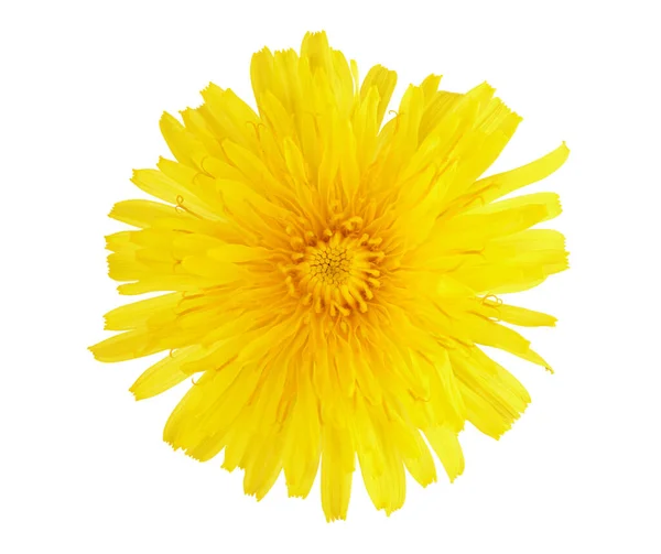 Yellow Dandelion Flower Isolated White Background Clipping Path — Stock Photo, Image