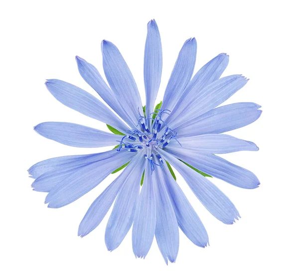 Chicory Flower Isolated White Background Clipping Path — Stock Photo, Image