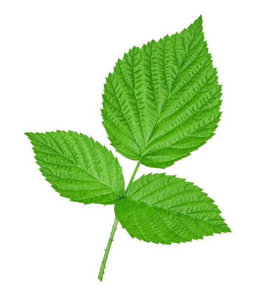 Зеленые Листья Малины Белом Фоне Вырезкой Пути — стоковое фото