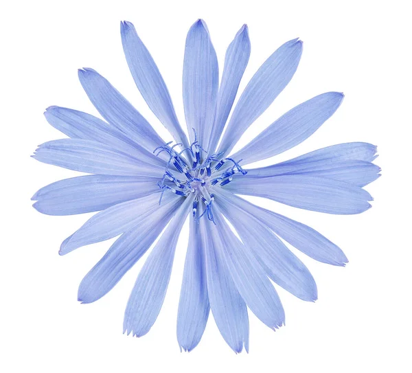 Common Chicory Flower Isolated White Background Clipping Path Cichorium Intybus — Stock Photo, Image