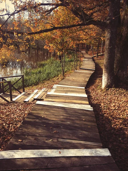 Dřevěné Pěší Cesta Jde Podzimní Les — Stock fotografie