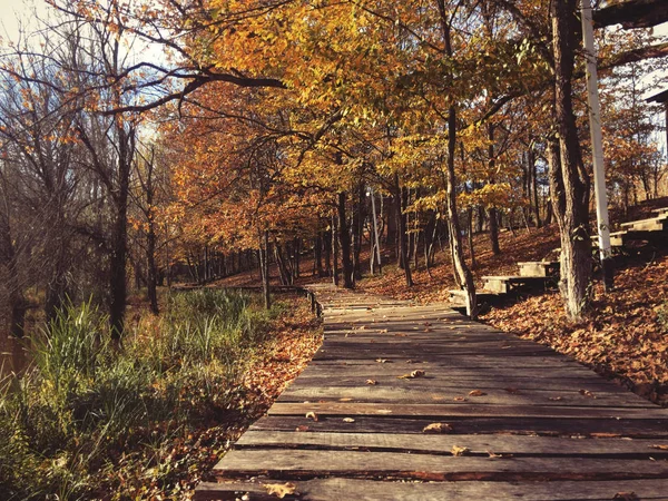 Wooden Walking Path Goes Autumn Forest — Stock Photo, Image