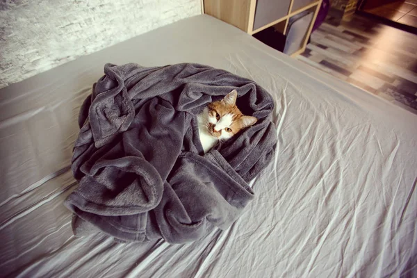Κόκκινο Γάτα Μια Κουβέρτα Όπως Και Μια Φωλιά Κρύο Φθινόπωρο — Φωτογραφία Αρχείου