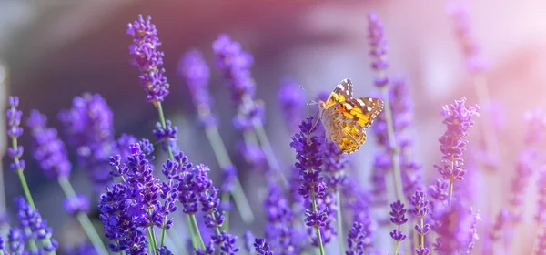 Fjäril Lavendelblommor Solig Varm Dag — Stockfoto