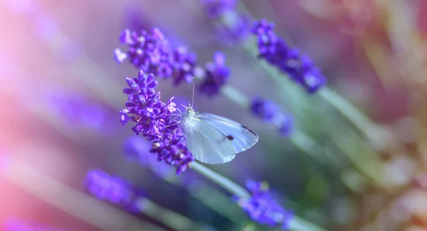 Sommerfugl Lavendelblomster Solrik Varm Dag – stockfoto