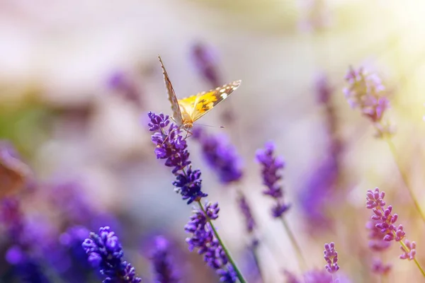 Fjäril Lavendelblommor Solig Varm Dag — Stockfoto