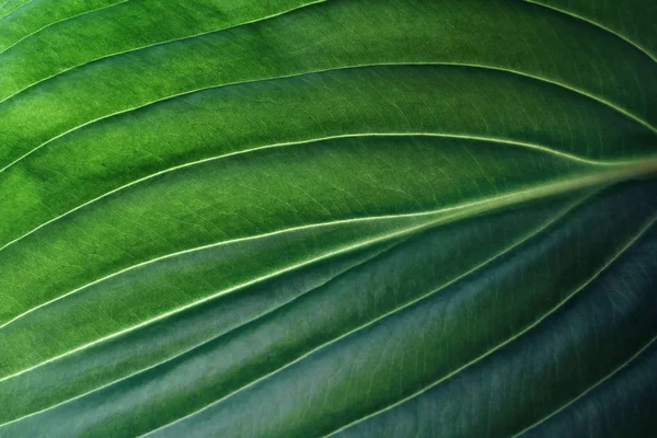 Tropische Blad Close Ecologische Organische Eenvoudige Achtergrond — Stockfoto