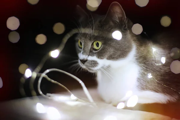 Chat Gris Parmi Les Lumières Festives Guirlande Noël — Photo