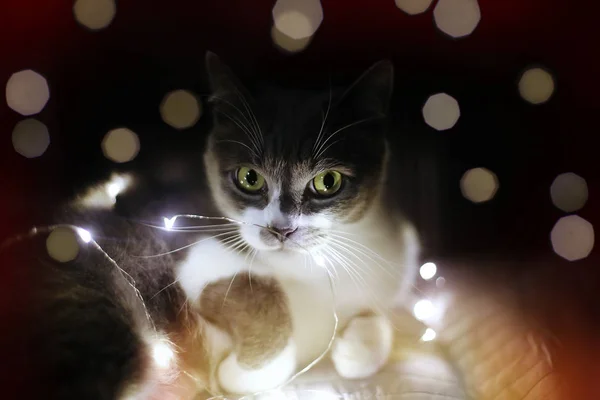 Szary Kot Wśród Uroczysty Światła Boże Narodzenie Girlanda — Zdjęcie stockowe