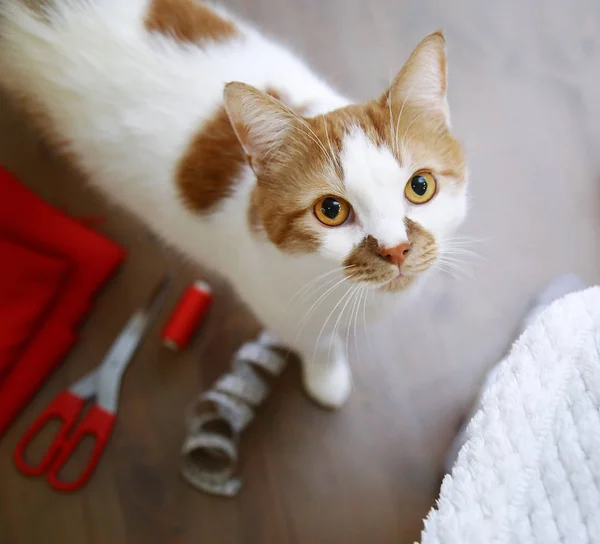 Tyg Sax Tråd Måttband Sömnad Leveranser Den Röda Katten Sitter — Stockfoto