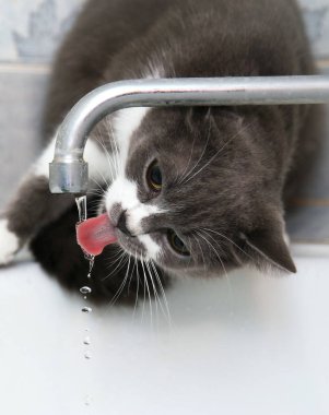 Gri kedi eski bir musluk suyu içer
