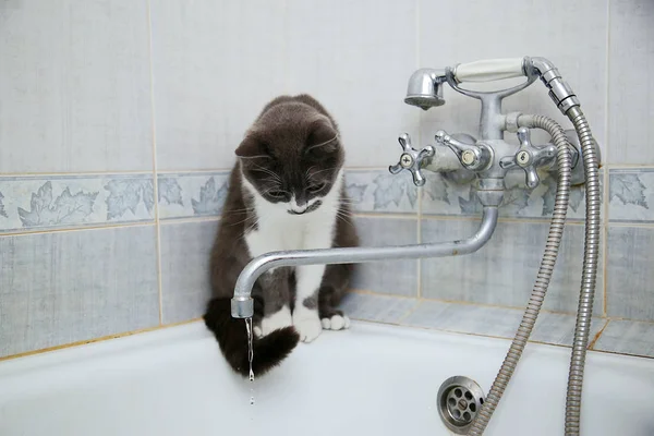 Γκρι Γάτα Πίνει Νερό Από Μια Παλιά Βρύση — Φωτογραφία Αρχείου