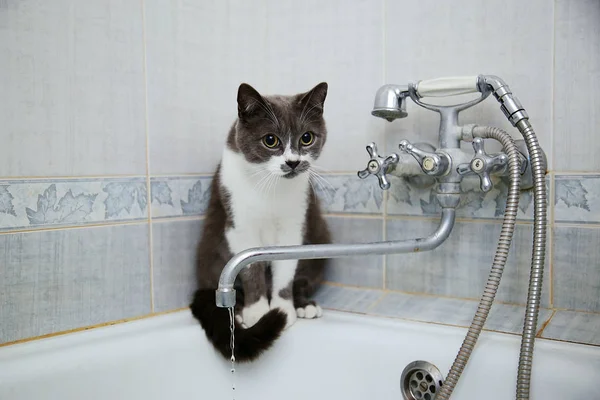 Grijze Kat Drinkt Water Uit Een Oude Kraan — Stockfoto