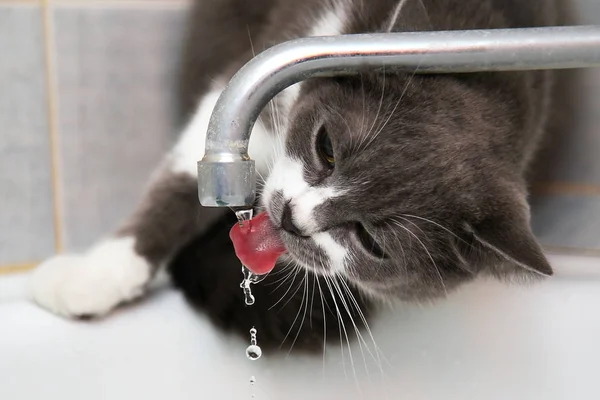 Grå Katt Dricker Vatten Från Gammal Kran — Stockfoto