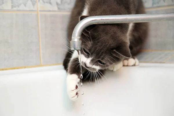 Grå Katt Dricker Vatten Från Gammal Kran — Stockfoto