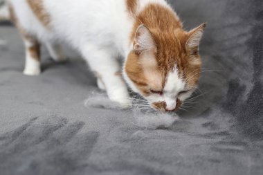 Hayvan tüylerini. Kedi kürk temizlik. Kedi tüyü kanepede.