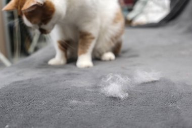 Hayvan tüylerini. Kedi kürk temizlik. Kedi tüyü kanepede.
