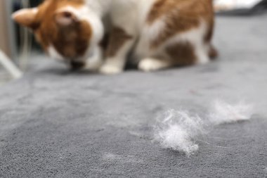 Hayvan tüylerini. Kedi kürk temizlik. Kedi tüyü kanepede.