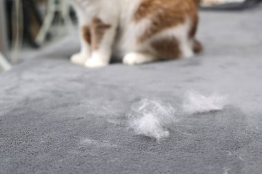 Hayvan tüylerini. Kedi kürk temizlik. Kedi tüyü kanepede.