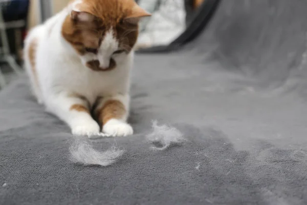 Pet hair. Cleaning the cat\'s fur. Cat hair on the couch.