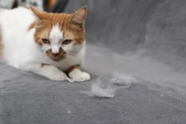 Pelo Mascota Limpiando Piel Del Gato Pelo Gato Sofá — Foto de Stock