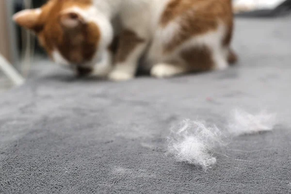 Hayvan tüylerini. Kedi kürk temizlik. Kedi tüyü kanepede.